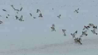 Snow Buntings feeding and flight