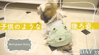 【シーズー】新しいお洋服を着てみた！緊張でフリーズしてしまうモコモコ子犬！【33日目】Puppy wearing new clothes!