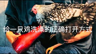 [Pet Chicken 7] The correct way to bath a chicken (Cute pet daily)