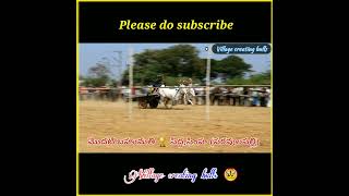 పట్నం రేస్ 1st prize 🏆 winners సిద్ధ, సింహ పరవుల పల్లి #subscribe village creating bulls