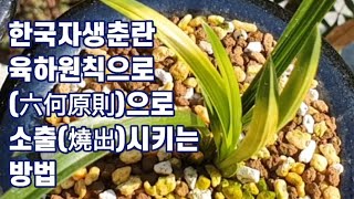 한국자생춘란 후발성 호피반 소출(燒出) 방법