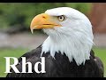 Eagle, Falcon, Owl - Birds Of Prey,  Nature 2018 HD Documentary.