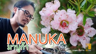 manuka : กบกรอบ (เกษตรวันว่าง) ep.020