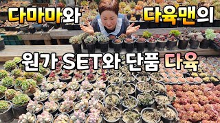 다육판매 : 다마마와 다육맨이 준비한 멋진 원가 SET 와 단품 다육[2023.04.09]