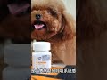 犬肺炎（1 4） 寵物 寵物知識 寵物健康 狗狗