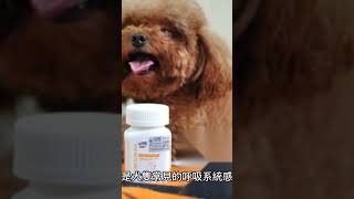 犬肺炎（1/4）#寵物 #寵物知識 #寵物健康 #狗狗