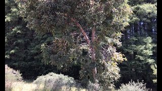 Corymbia ficifolia (Red-flowering gum)