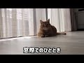 【曇空】窓際でひと休み中の猫様 27