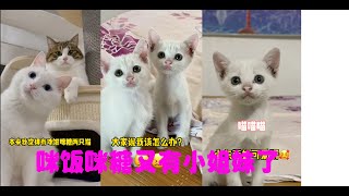 好纠结，到底要不要把她们带走？#李咪飯 #貓咪 #猫咪的迷惑行为