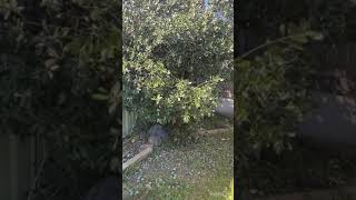 The Feijoa tree in my back yard 我后院的斐济果树产很多斐济果