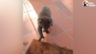 Koala Walks Into Woman's House | The Dodo