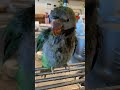 おっちょこちょいなオオダルマインコのジコ坊 インコ オオダルマインコ おもしろいインコ