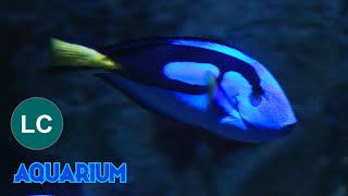 Blue tang 4K (Paracanthurus hepatus)