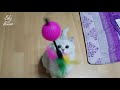 sky house 고양이 인생 장난감을 드디어 만나다 질리지 않는 매력은 i finally meet my cat s favorite toy what s the charm