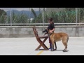 pastor belga malinois y niÑa de 4 aÑos. ring francÉs. 2