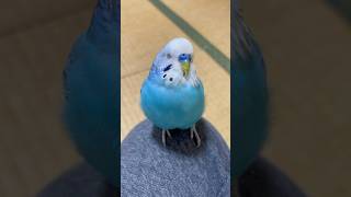 セキセイインコの寝落ちの瞬間　#セキセイインコ #animals #インコ #おしゃべりインコ