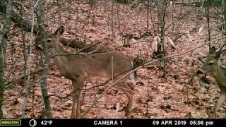 Moultrie A-40i Pro Trail Camera Footage (Part 3)