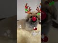 トナカイさんになりました🎅 pekingese pekingesedog ペキニーズ 페키니즈 shorts クリスマス　 サンタクロース　 トナカイ