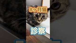 ご飯を食べない8ヶ月の猫が動物病院にやって来た！