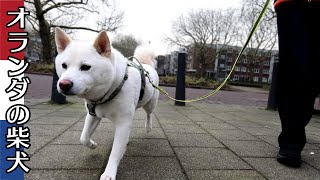 柴犬柿丸 親戚のお姉さんと初散歩【オランダ / 環境音 / 4K】Kaki-Maru the Shiba Inu