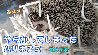 自分のイタズラに驚くハリネズミが可愛い　＃23