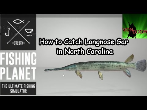 Fishing Planet: How-to Catch Longnose Gar in North Carolina Fishing Planet: How-to Catch Longnose Gar in North Carolina
