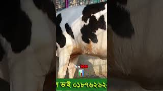 আপনার গবাদি পশু বিনিয়োগ থেকে ভবিষ্যতের আয়-Future Earnings from Your Cattle Investment