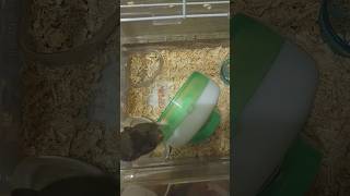 手で回し車を回す黒ハム🐹The golden hamster which sends a mawashi car by hand