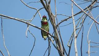 เสียงร้อง นกตีทอง Coppersmith barbet