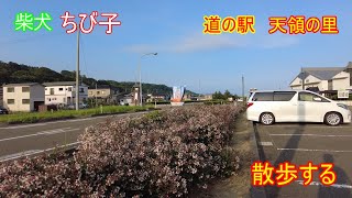 【柴犬】ちび子　道の駅　天領の里　出雲崎　散歩する１