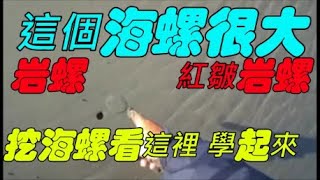 2025.01.05【釣沒魚這招要學起來】淺灘前打/淺打/黑鯛/目印/八卦輪/礁石/沙底/沙溝/鵝卵石/直感漂釣法－老洋 Fishing