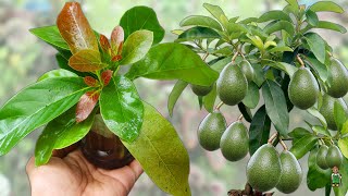 Super special technique to multiply avocado with aloe vera in water