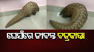 ଘେସଁରେ ଜୀବନ୍ତ ବଜ୍ରକାପ୍ତା | Odisha Reporter