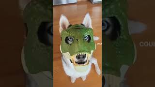 Де таку замовити?😁#coub #tiktok #funnymoments #joke #jumor #coubmoments #animals