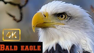 Bald eagle sitting on tree//🤩🤩Amazing//#Shorts