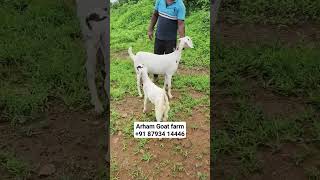 female With male kid 16000 rs only kokan shriwardhan arham Goat farm #bakra #goatfarm #kokan #farm