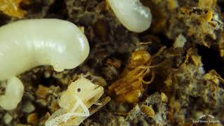 Pupation and Eclosion of Atta cephalotes