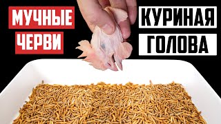 ЧТО БУДЕТ ЕСЛИ К 10 000 МУЧНЫХ ЧЕРВЕЙ ОПУСТИТЬ КУРИНУЮ ГОЛОВУ ? КУРИНАЯ ГОЛОВА VS МУЧНЫЕ ЧЕРВИ