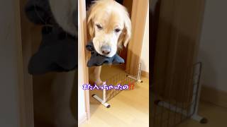 自分の大きさをわかっていない僕‼️ゴールデンレトリバー烈#shorts #ゴールデンレトリバー #goldenretriever #れつれつ