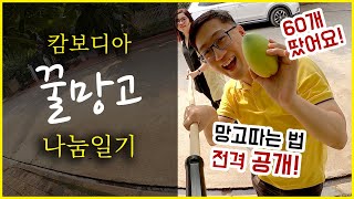 캄보디아 처갓집에 망고🥭 60개를🍋 직접 따서 선물했습니다. (feat. 고프로8으로 보여주는 망고나무 위세상)