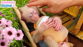 Dad take care of baby monkey Obi