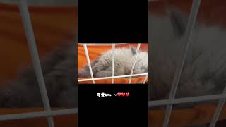 お迎えして初めてサイベリアンの子猫ちゃんの寝顔を見れました♥ #サイベリアン #猫  #子猫