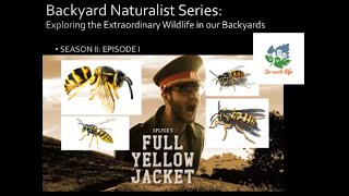 Extraordinary Wildlife in Your Backyard: Full Yellow Jacket