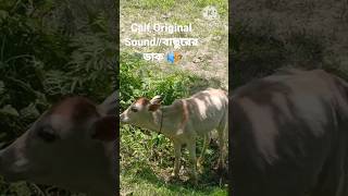 Cute voice of baby calf #Mini cow #বাছুর #বাছুরের ডাক #short #harekrishnadas5520