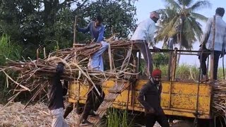 🚜📢😅आमच्या शेतातल्या ऊस तोड कामगारांच्या ट्रॅक्टर मधली गाणी नाद खुळाच की #शेतकरीbrand #ट्रॅक्टरlover