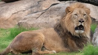 Audubon Zoo Partners with Disney to Protect the Pride