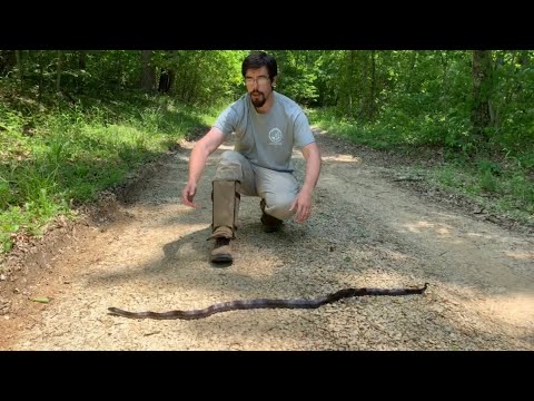 Are black snakes aggressive?