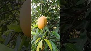 Ulavapadu Banginapalli mango - Ulavapadu Mangoes