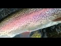 【 4k trout fishng at the end of fall 】秋はデカニジの季節