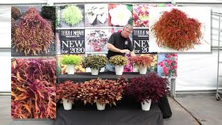 TERRA NOVA® Nurseries, Inc. - New Coleus for 2020